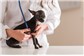 Exames em Cães e Gatos na Oliveira Paiva 
